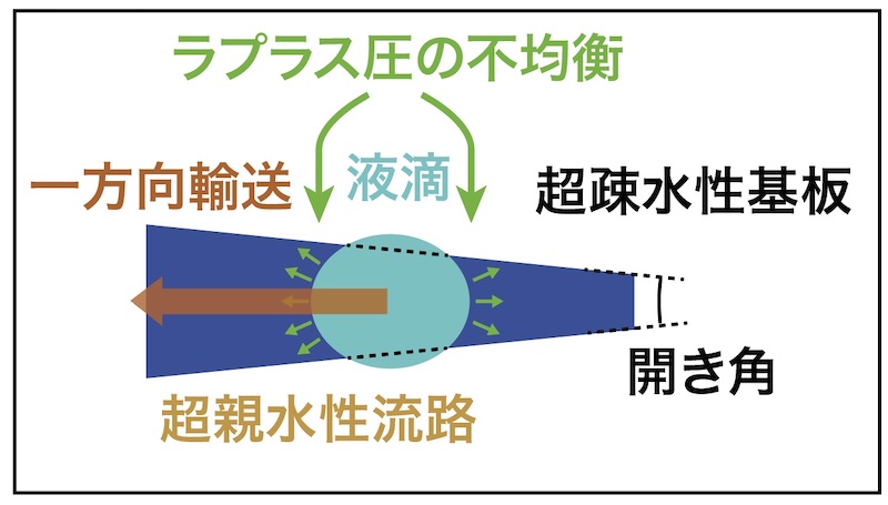 液滴輸送のメカニズム